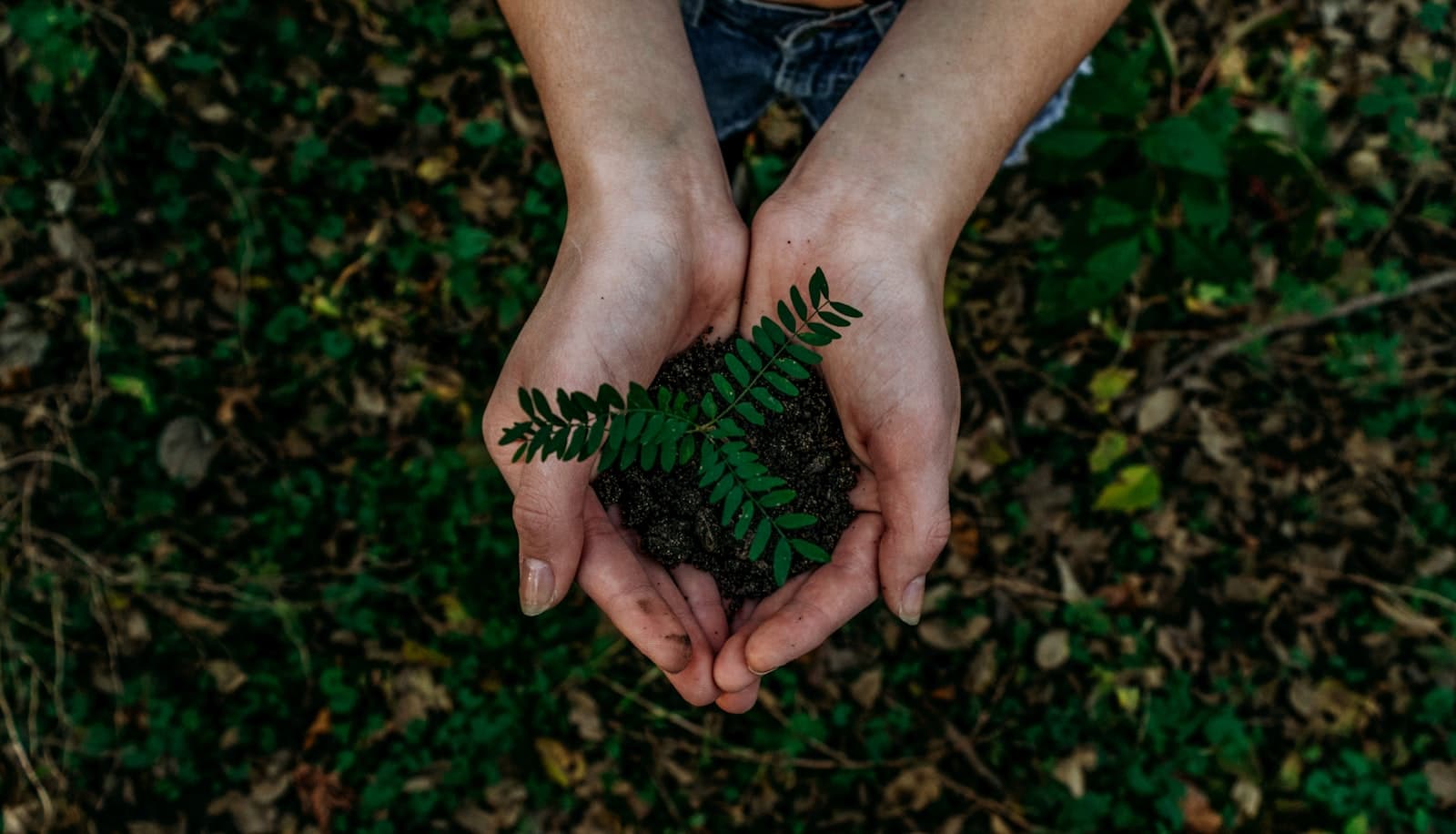 Mains tenant une jeune plante au-dessus d'un sol forestier